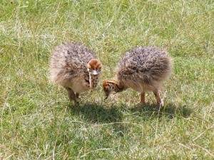 Healthy ostrich chicks for sale.