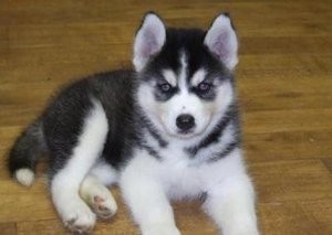 sterling siberian husky  for free ...