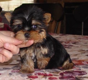 Yorkie Puppies