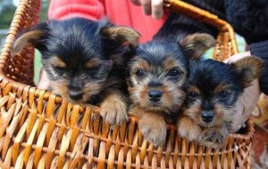 Yorkie Puppies