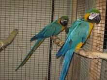 PAIR OF HYACINTH MACAWS,Blue and Gold Macaws,Scarlet Macaws COCKATOOS &amp; AFRICAN GREY