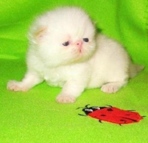 Beautiful White Female Persians