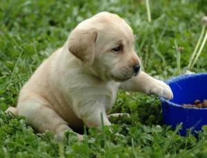 Labrador Retriever for adoption