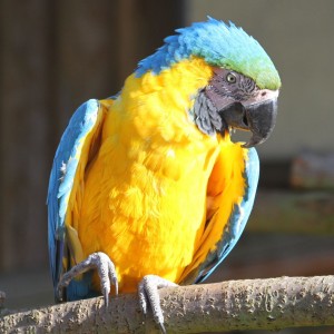 playful and Understanding  hyacinth.  parrots for Adoption.