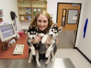 Two lovely Siberian husky puppies for Christmas