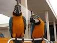 x mas Blue and Gold macaw birds for adoption male and female?