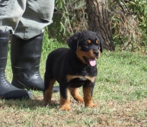 Healthy Rottweiler Puppies For Sale