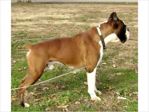 AKC Registered Boxer Puppies, Champion Bloodlines