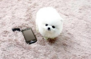 adorable pomeranian puppies for re-homing