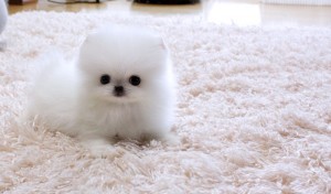 ***POMERANIAN PUPPIES FOR ADOPTION***