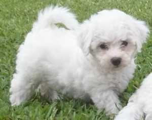 Lovely bichon.