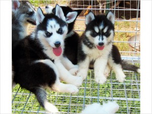 what an adorable Siberian Husky/Wolf Hybrid Puppies