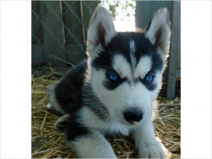 Quality AKC Siberian Husky Puppies