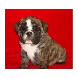 ENGLISH BULL DOGS READY FOR X-MAS