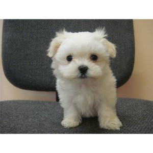 CUTE AND ADORABLE MALTESE PUPPY FOR ADOPTION.