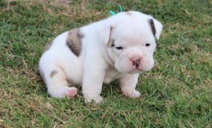 Potty Trained English Bulldog Puppies For Adoption