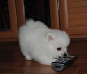 Super cute baby Pomeranian puppies for adoption