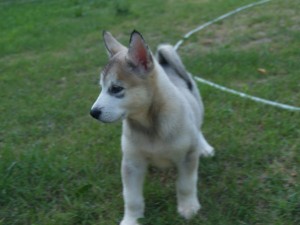Alaskan Malamute Puppies  Alaskan Malamute puppies, Full AKC papers, UTD on vaccinations and dewormings, dewclaws removed, Paren