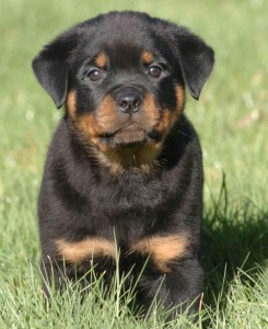 .X-MASS ROTTWEILER PUPS FOR SALE.