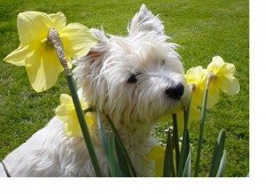 Excellent Beautiful Gorgeous Male And Female West highland terrier Puppies For Sale Now Ready To Go Home.