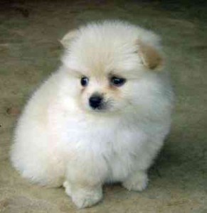 Tea Cup Pomeranian Puppies For Adoption