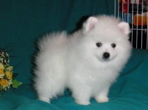 Super cute baby Pomeranian puppies for new homes