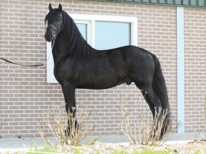 Young Energetic Friesian Horse for Adoption.
