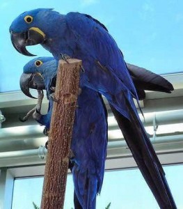 Tamed Male&amp;Female Hyacinth Macaw Birds Needs A New Family Text Us (513) 900-1417