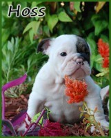 male and female english bulldog pups