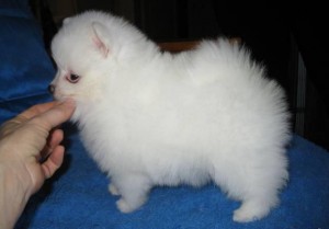 Healthy Pomeranian baby puppies for adoption