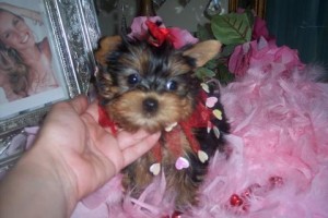 Wow!!!!Charming yorkie puppies available for X-Mas