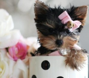 Lovely yorkie for the best homes