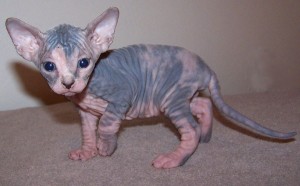 Good looking Sphynx Kittens for sale