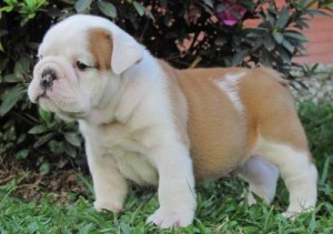 English Bulldog puppies for sale