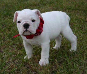 Xmas English Bulldog Puppies For Adoption .