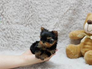 Gorgeous Teacup Yorkie puppies, male and female available for adoption.