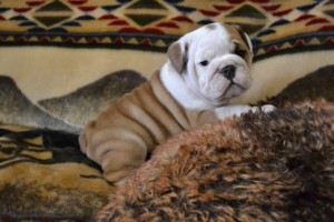 Affectionate English Bulldog puppies for Christmas (541) 748-8132