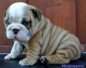 Top quality English bulldog puppies for sale