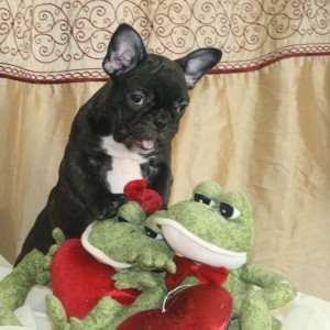 SPECIAL OFFER!!! French Bulldog Puppies Available.