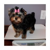 yorkshire terrier puppies for your xmass