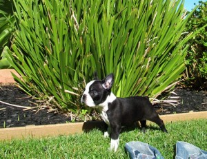 Cute Boston Terrier puppies for adoption