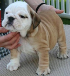 Outstanding AKC REG English Bulldog Puppies For Adoption