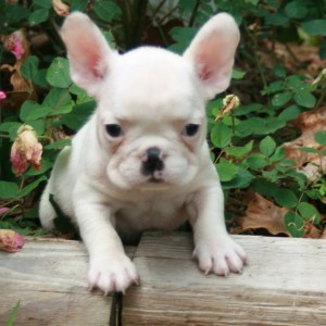 STUNNING LITTER OF FRENCH BULLDOG PUPPIES!!!