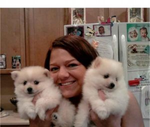 Hello good and adorable x mas pomeranian puppies for good home ready now