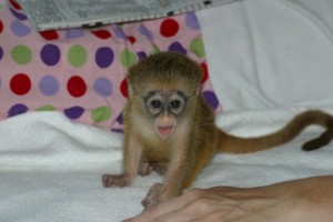 Capuchin monkeys ready now