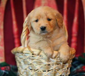 AKC CKC UKC REG.Manificient Golden Retrievers Puppies For Free Adoption