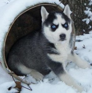 Siberian huskies for good homes