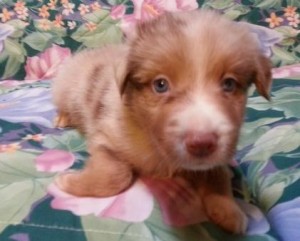 Australian Shepherd Puppies