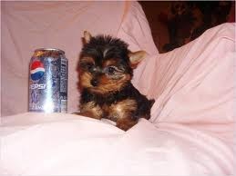 affectionate and lovely yorkie puppy for x-mas