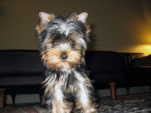 sweet Yorkie puppy for adoption